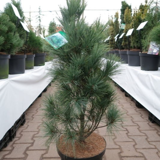 Weymouthden (Pinus strobus) 'Fastigiata'