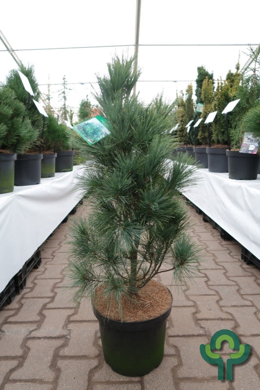 Weymouthden (Pinus strobus) 'Fastigiata'