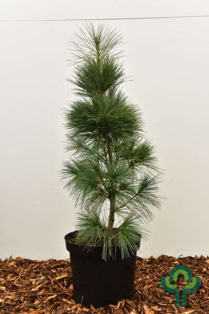 Weymouthden (Pinus strobus) 'Fastigiata'