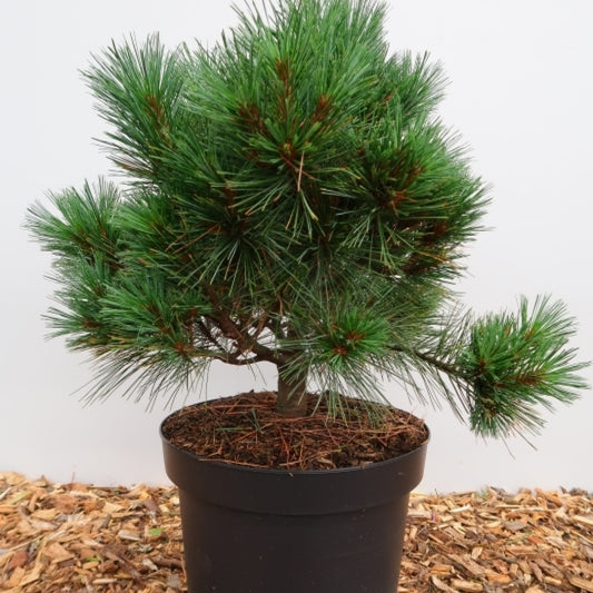 Weymouthden (Pinus strobus) 'Krüger's Lilliput'
