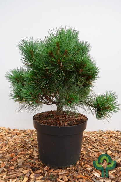 Weymouthden (Pinus strobus) 'Krüger's Lilliput'