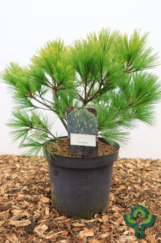 Weymouthden (Pinus strobus) 'Minima'