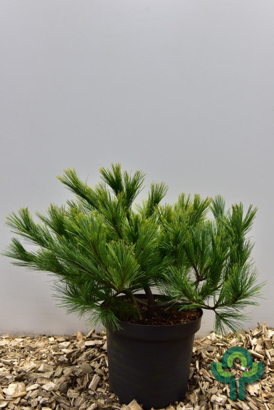 Weymouthden (Pinus strobus) 'Minima'