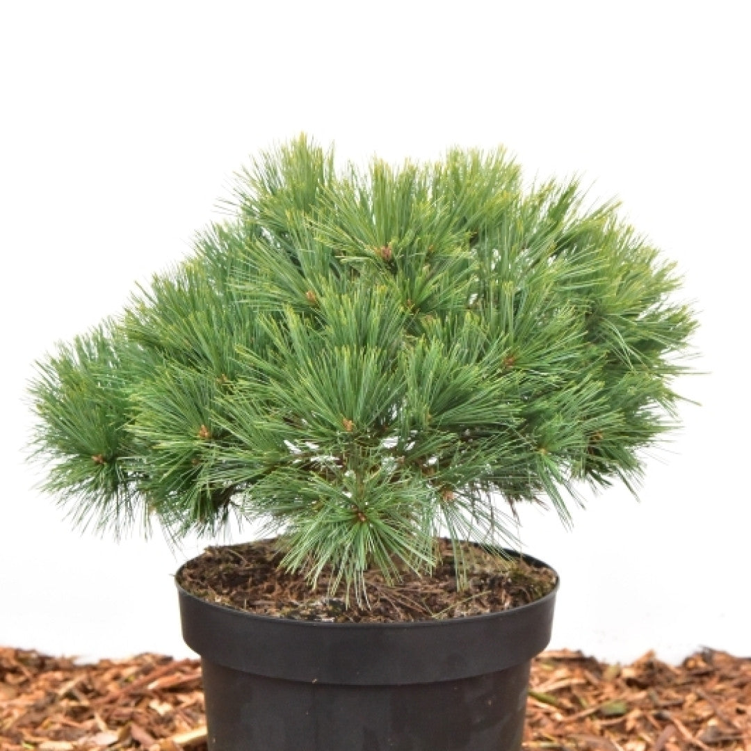 Weymouthden (Pinus strobus) 'Minuta'