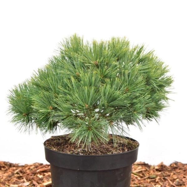 Weymouthden (Pinus strobus) 'Minuta'