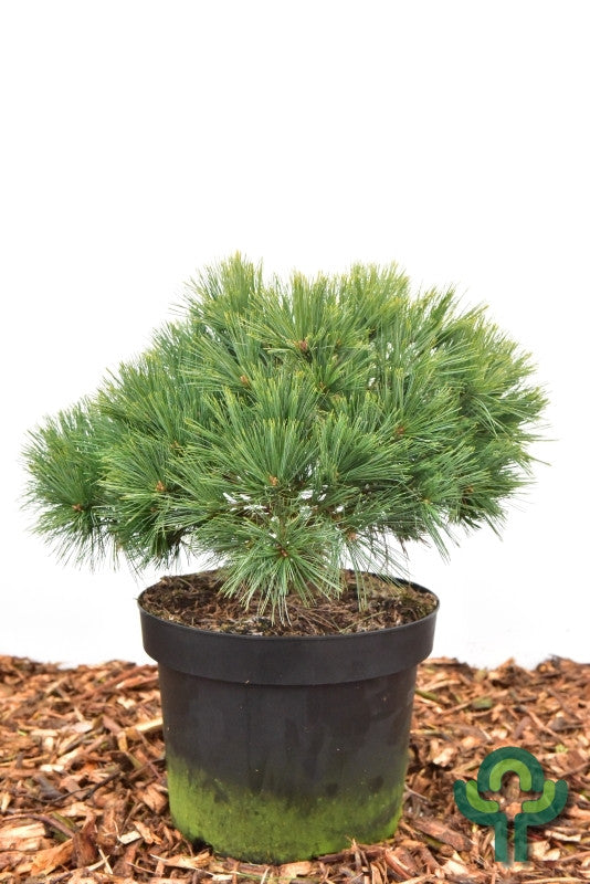 Weymouthden (Pinus strobus) 'Minuta'