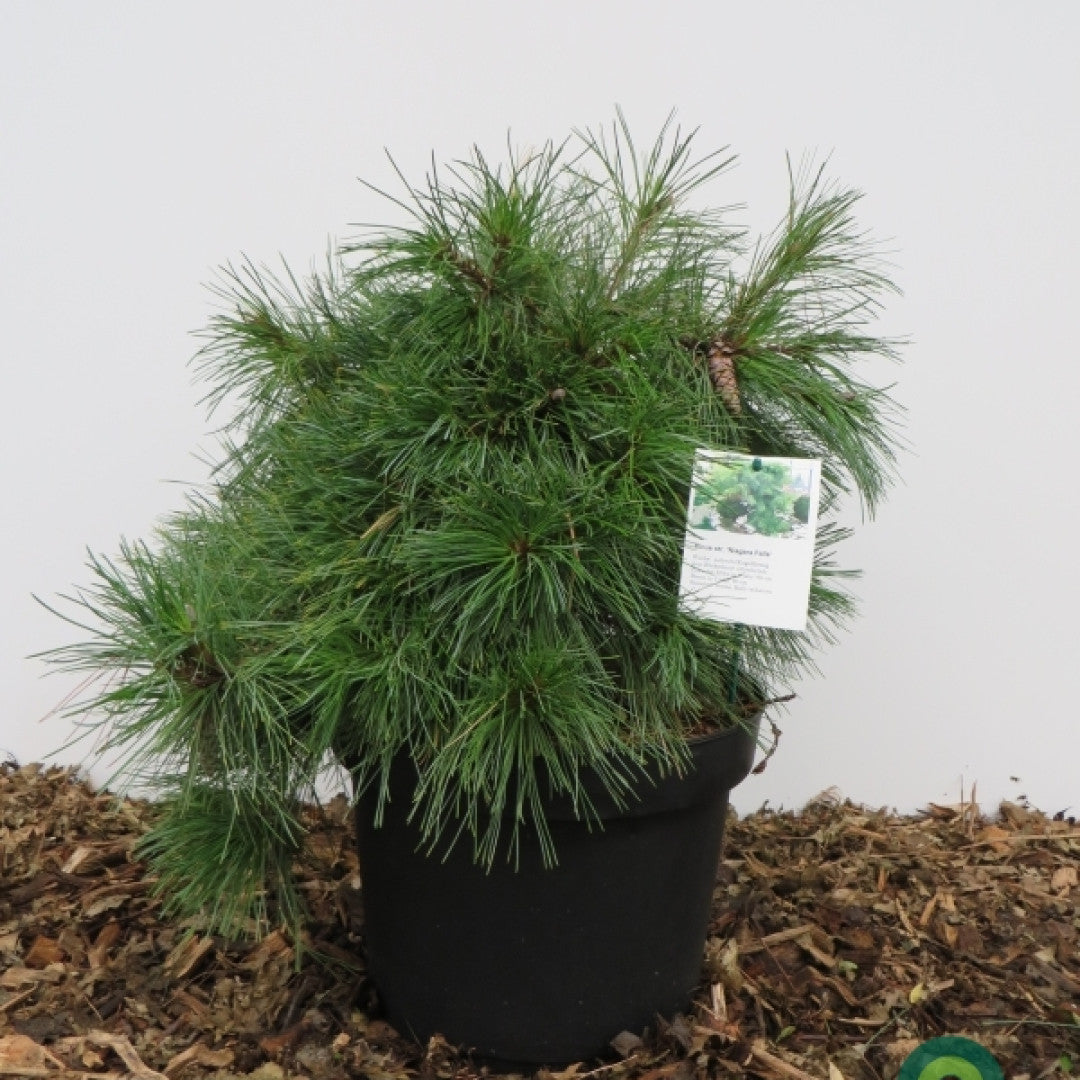 Weymouthden (Pinus strobus) 'Niagara Falls'