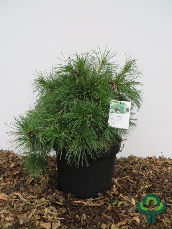 Weymouthden (Pinus strobus) 'Niagara Falls'