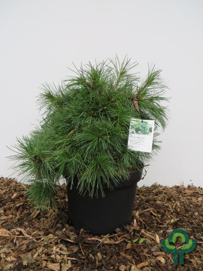 Weymouthden (Pinus strobus) 'Niagara Falls'
