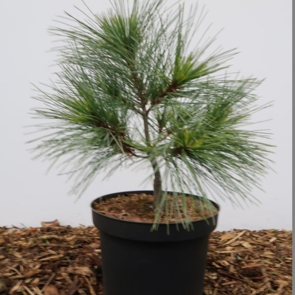 Weymouthden (Pinus strobus) 'Radiata'