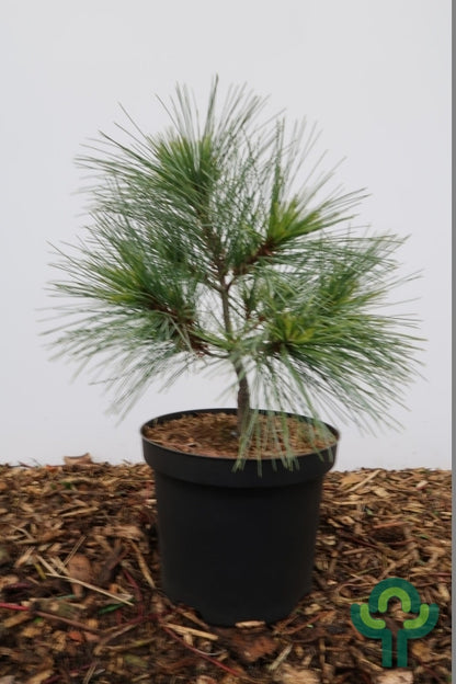 Weymouthden (Pinus strobus) 'Radiata'