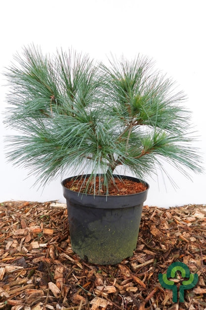 Weymouthden (Pinus strobus) 'Radiata'
