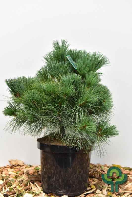 Weymouthden (Pinus strobus) 'Radiata'