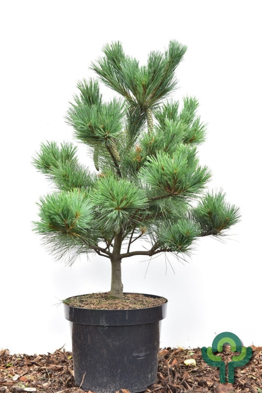 Weymouthden (Pinus strobus) 'Secrest'