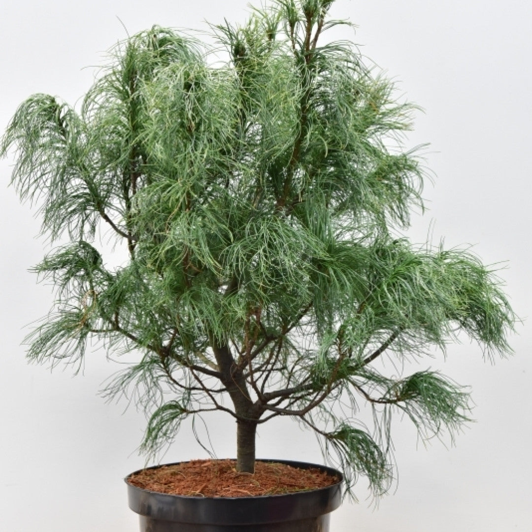Weymouthden (Pinus strobus) 'Torulosa'