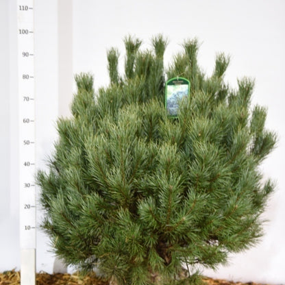 Grove den (Pinus sylvestris) 'Watereri'