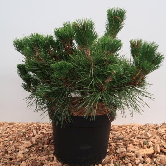 Den (Pinus thunbergii) 'Maijima'