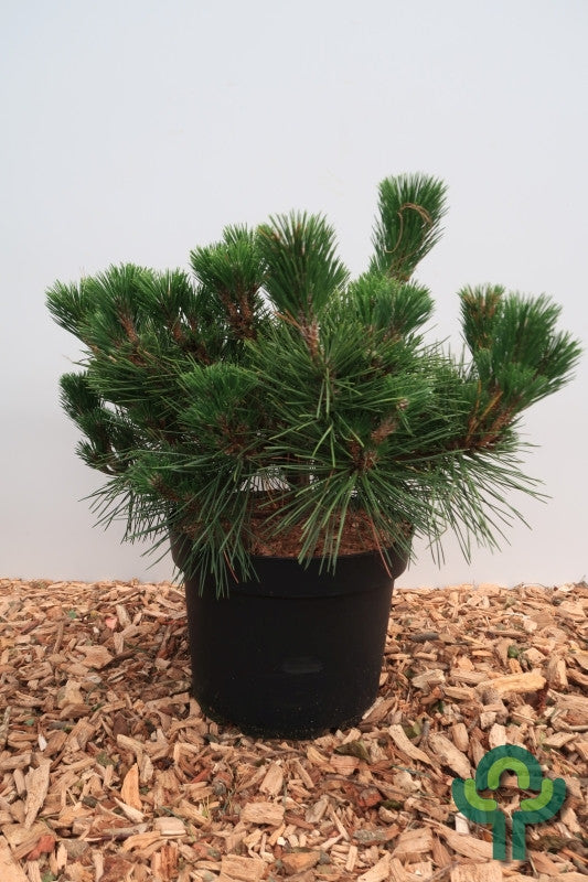 Den (Pinus thunbergii) 'Maijima'