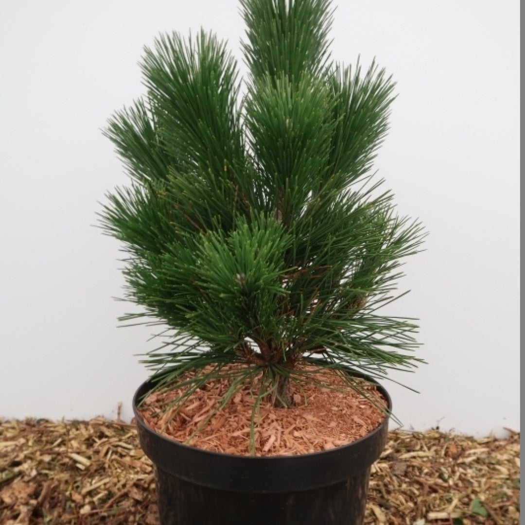Den (Pinus thunbergii) 'Thunderhead'