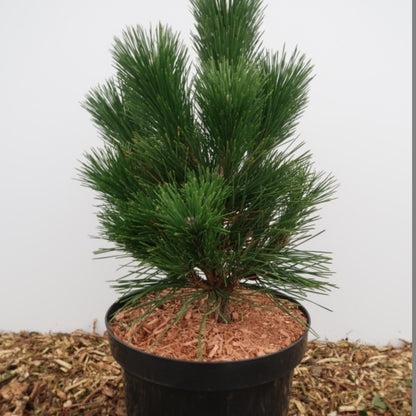 Den (Pinus thunbergii) 'Thunderhead'