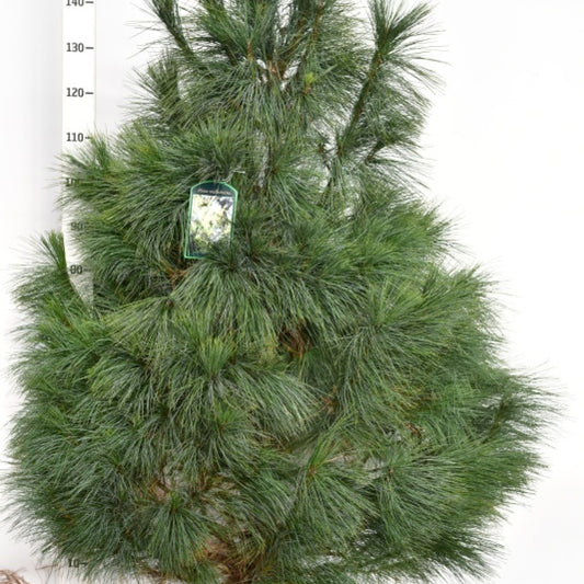Den (Pinus wallichiana)