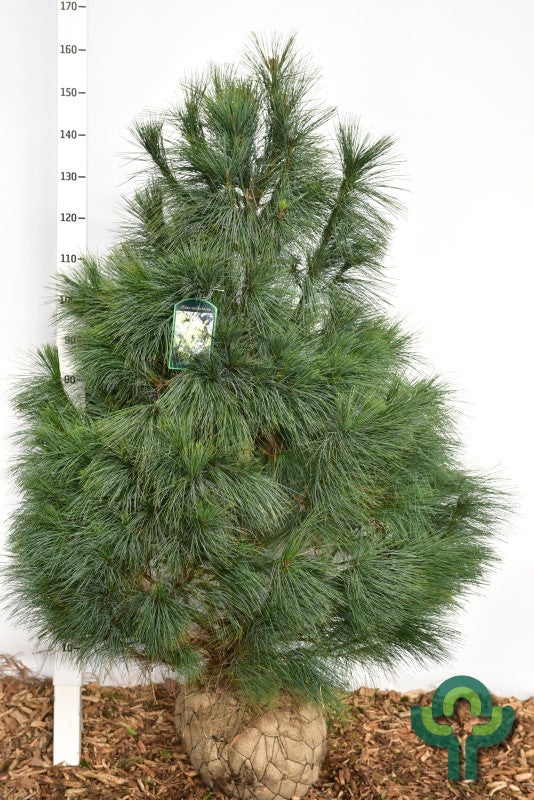 Den (Pinus wallichiana)