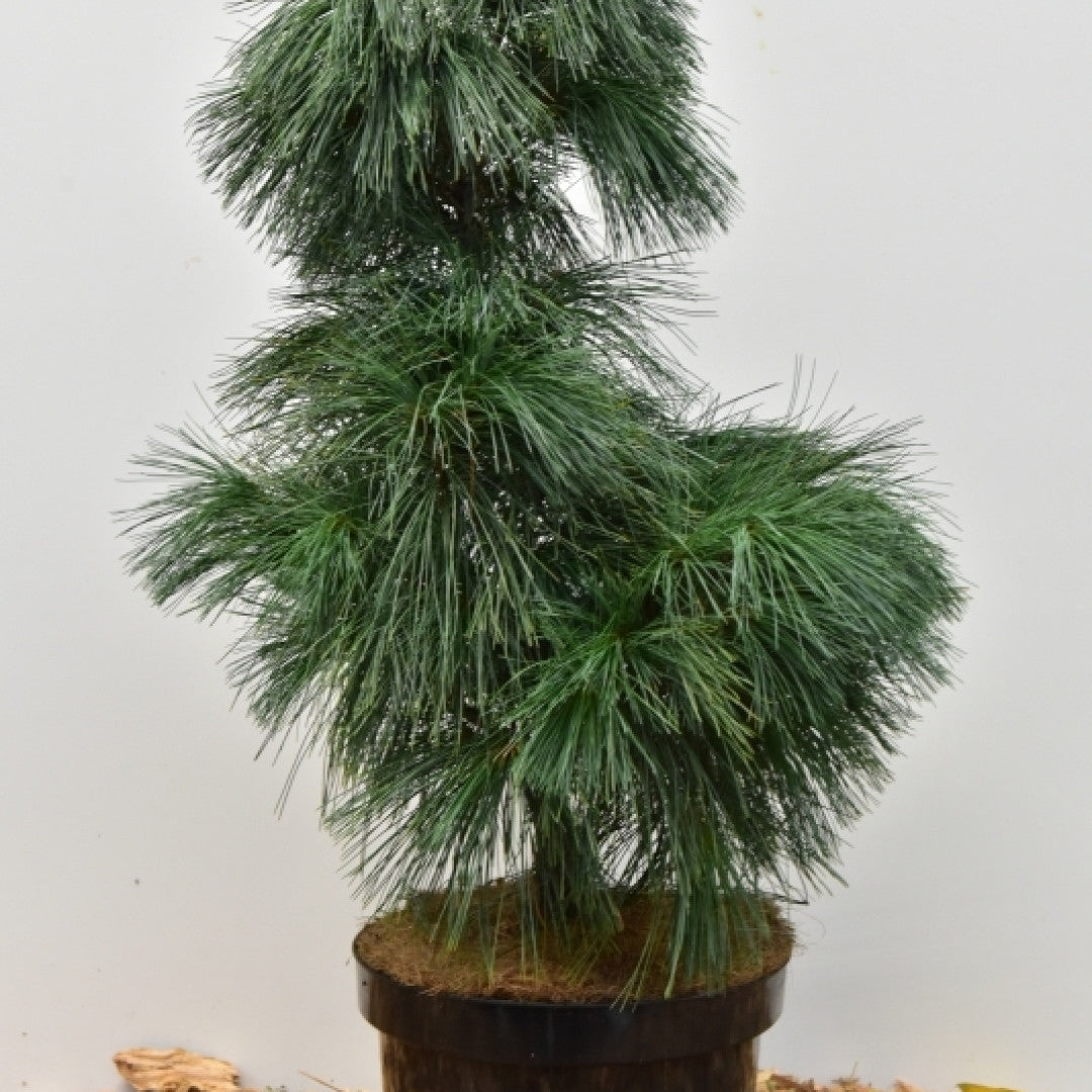 Den (Pinus wallichiana) 'Umbraculifera'