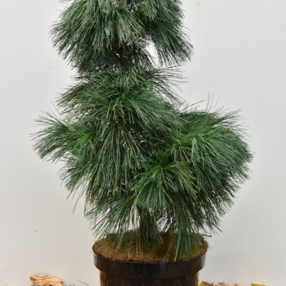 Den (Pinus wallichiana) 'Umbraculifera'