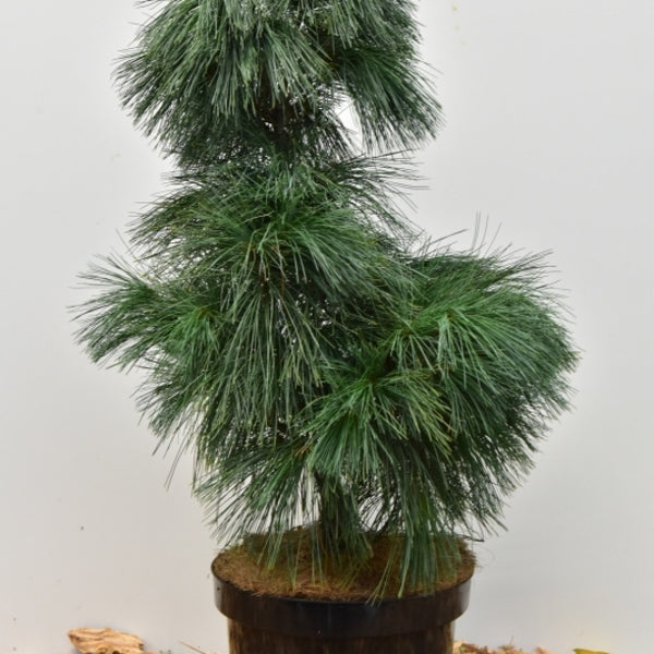 Den (Pinus wallichiana) 'Umbraculifera'