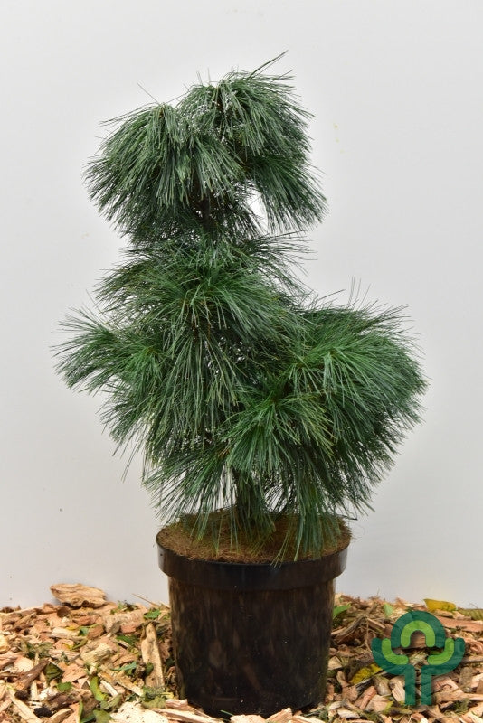 Den (Pinus wallichiana) 'Umbraculifera'