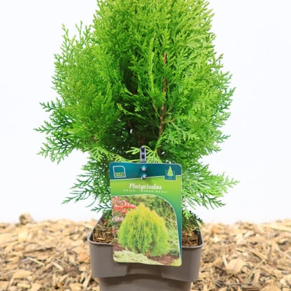 Oosterse levensboom (Platycladus orientalis) 'Aurea Nana'