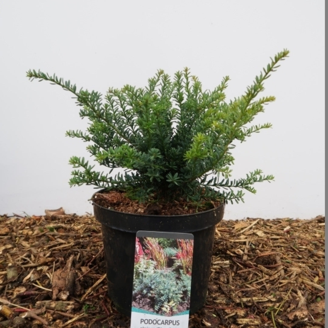 Podocarpus lawrencei 'Blue Gem'
