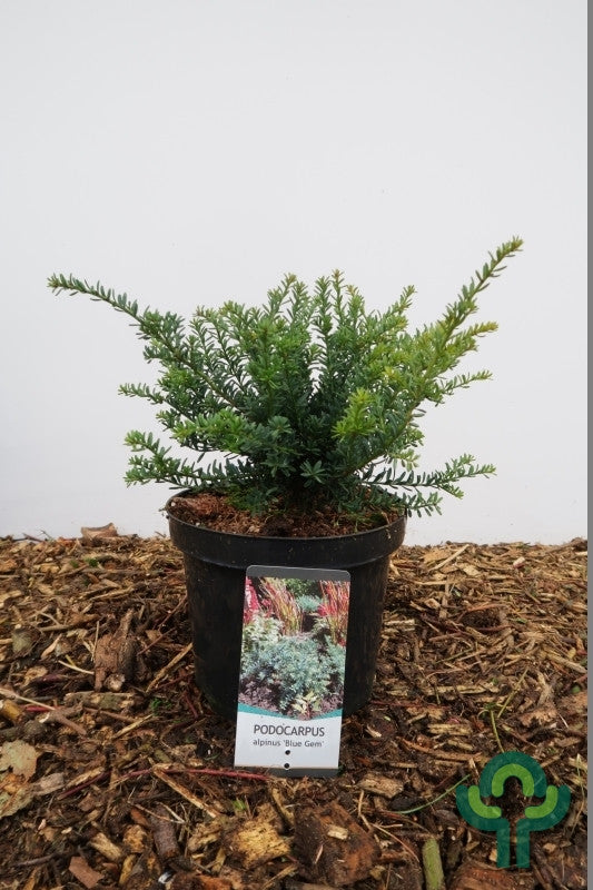 Podocarpus lawrencei 'Blue Gem'