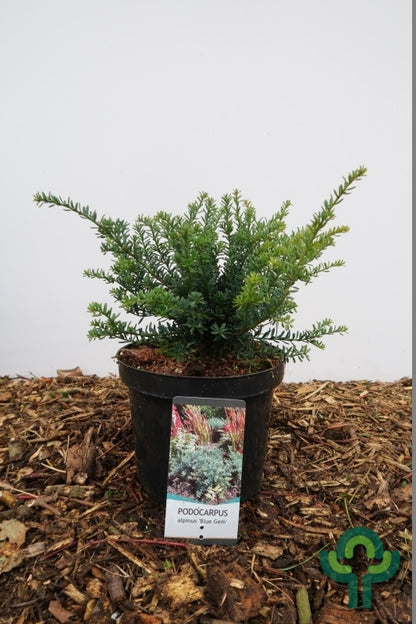 Podocarpus lawrencei 'Blue Gem'