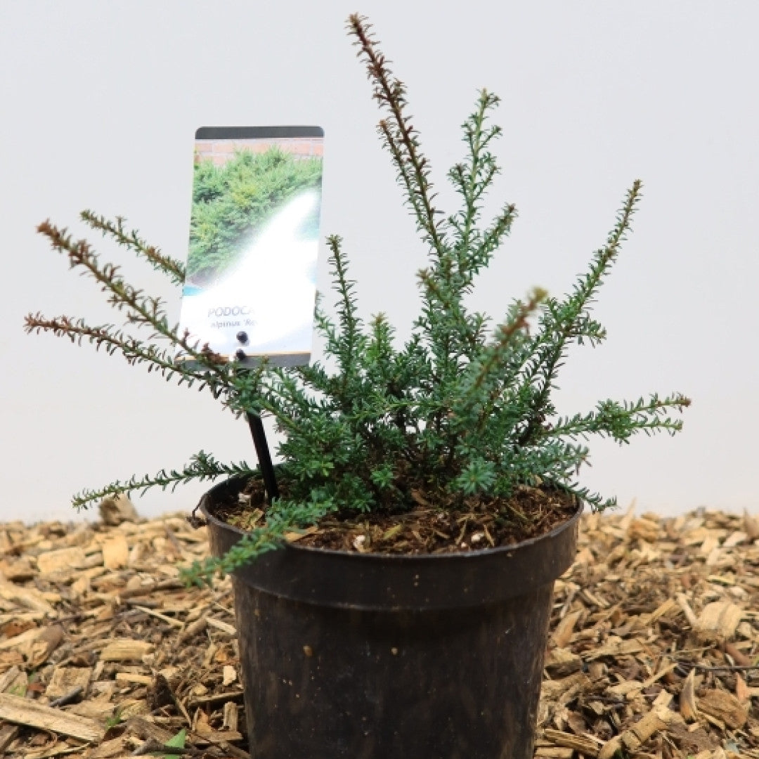 Podocarpus lawrencei 'Red Tip'