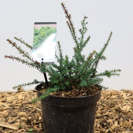 Podocarpus lawrencei 'Red Tip'