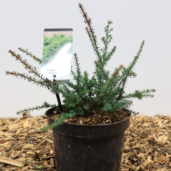 Podocarpus lawrencei 'Red Tip'