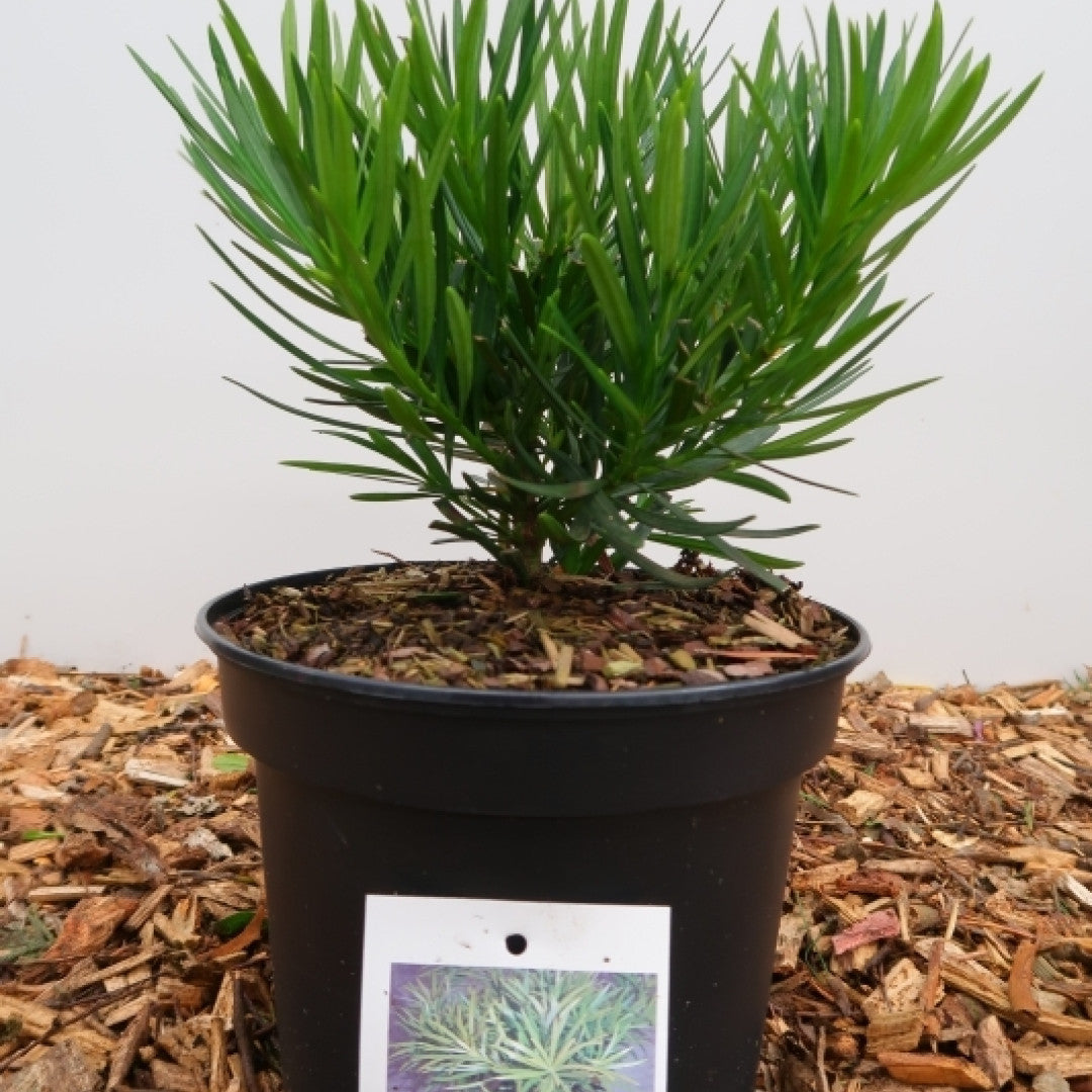 Podocarpus macrophyllus
