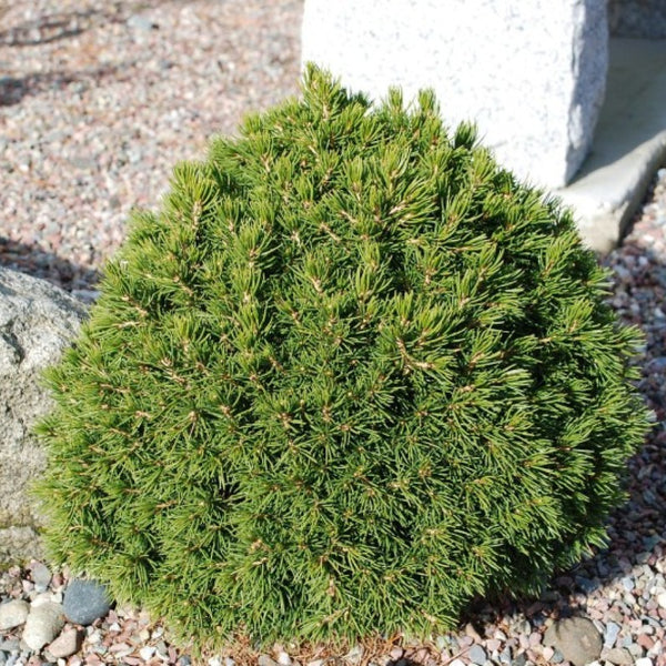 Fijnspar (Picea abies) 'Tompa'