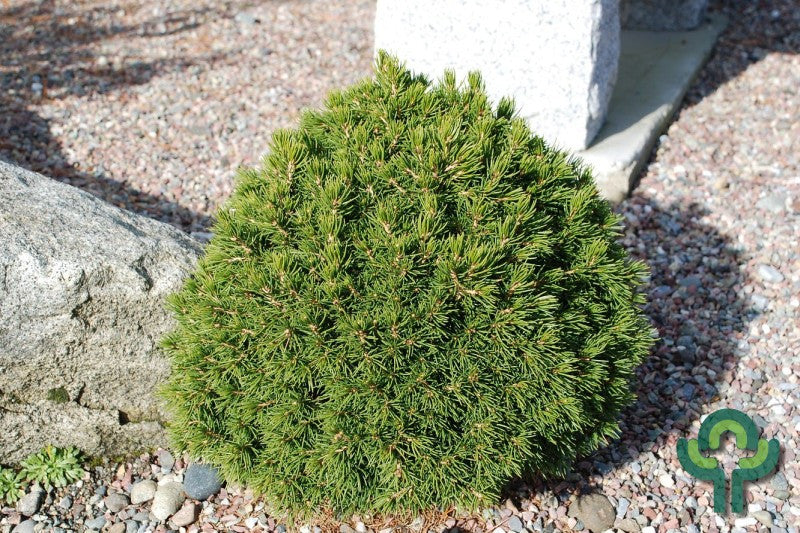 Fijnspar (Picea abies) 'Tompa'