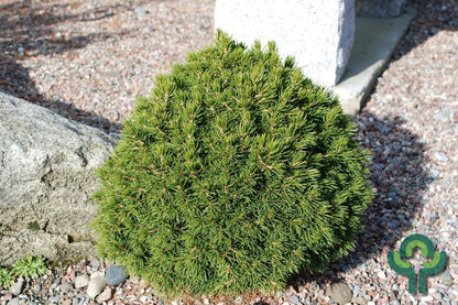 Fijnspar (Picea abies) 'Tompa'
