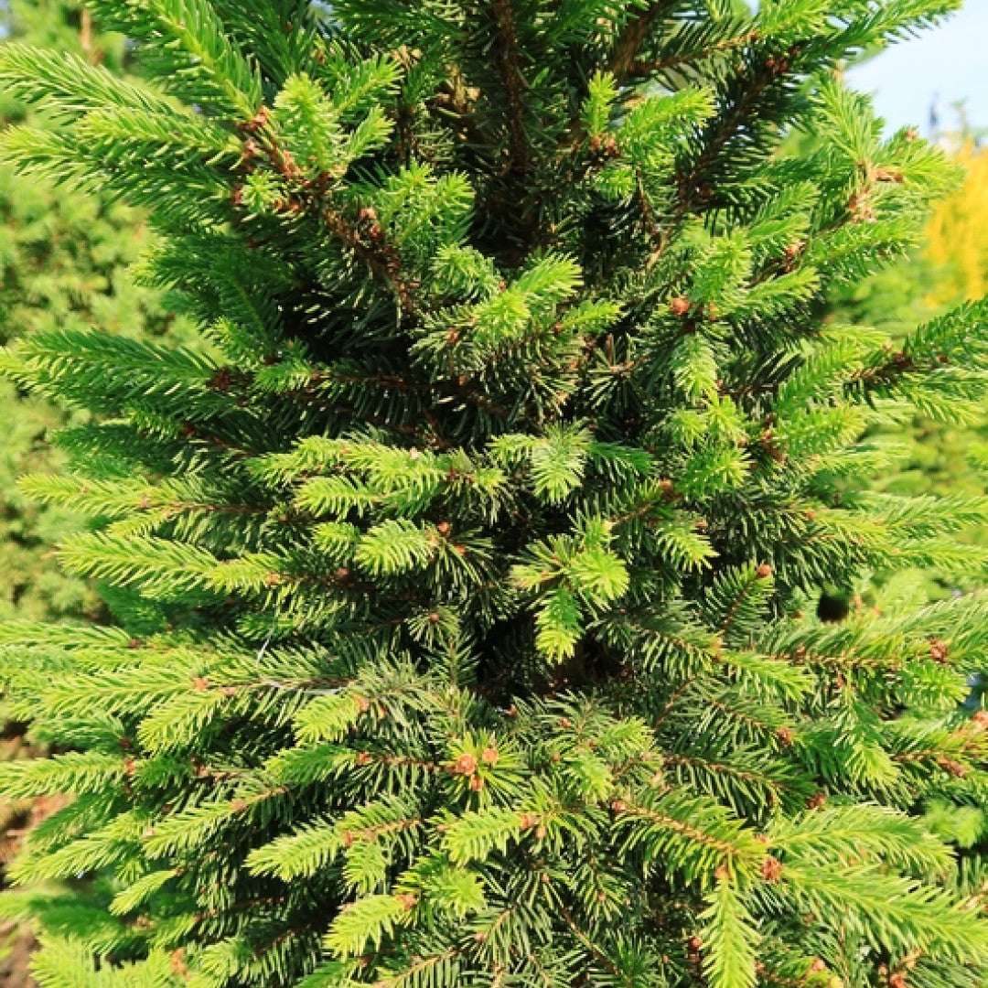 Fijnspar (Picea abies) 'Will's Zwerg'