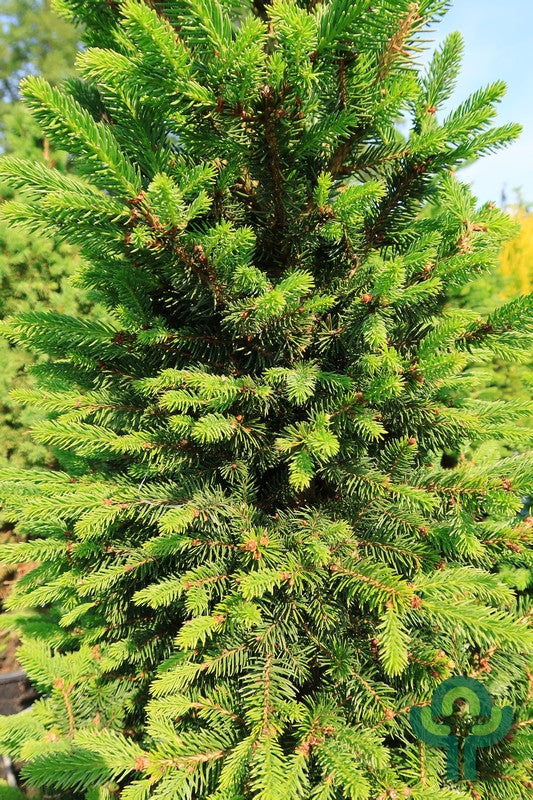 Fijnspar (Picea abies) 'Will's Zwerg'