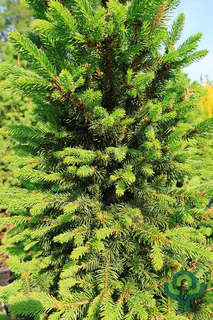 Fijnspar (Picea abies) 'Will's Zwerg'