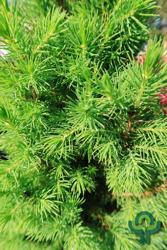 Witte spar (Picea glauca) Perfecta