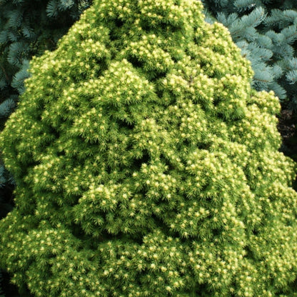Witte spar (Picea glauca) 'Rainbow's End'