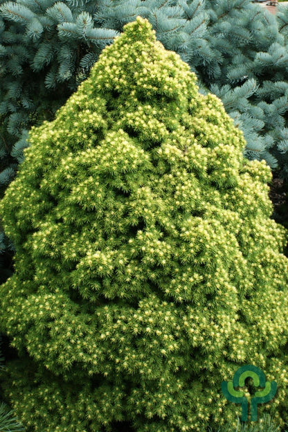 Witte spar (Picea glauca) 'Rainbow's End'