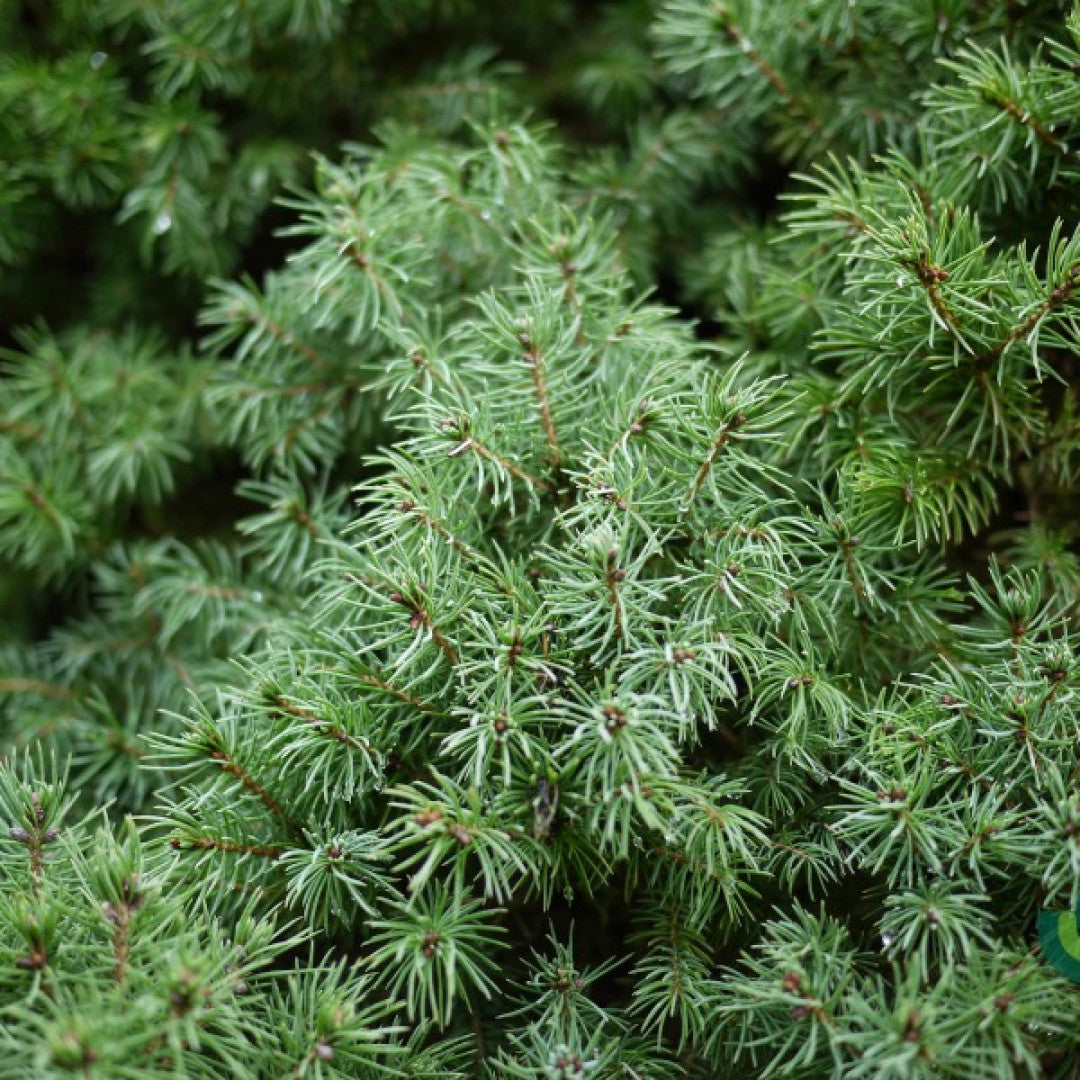 Witte spar (Picea glauca) 'Sander's Blue'