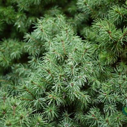 Witte spar (Picea glauca) 'Sander's Blue'