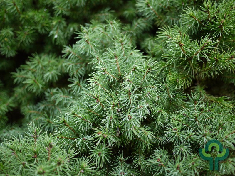 Witte spar (Picea glauca) 'Sander's Blue'